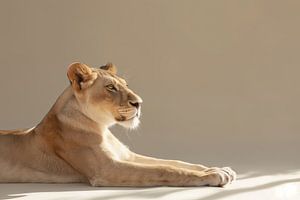 Majestätische Ruhe - Löwin im Licht