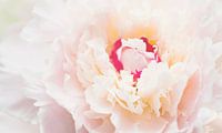 Peony van Anita Servaas thumbnail