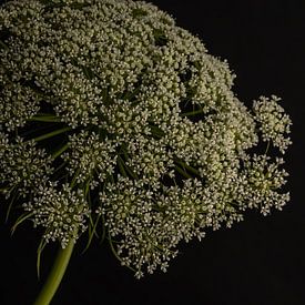 Wilde Möhre II - weiße Blüte vor dunklem Hintergrund von Misty Melodies