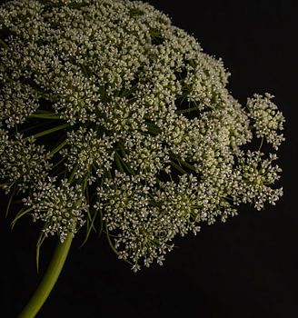 Wilde Peen II - witte bloem tegen donkere achtergrond