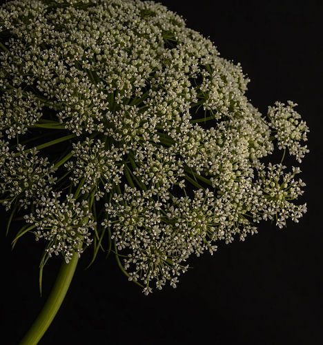 Wilde Peen II - witte bloem tegen donkere achtergrond van Studio byMarije