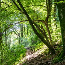 Wandelpad in de bergen bij Kobarid, Slovenië van Fartifos