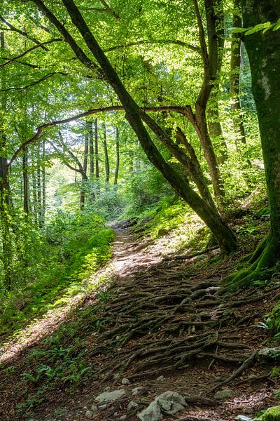 Wanderweg in den Bergen bei Kobarid, Slowenien von Fartifos