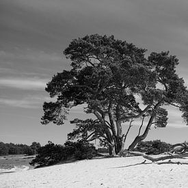 Zandverstuiving op Het Nationale Park De Hoge Veluwe van Jan Jongejan