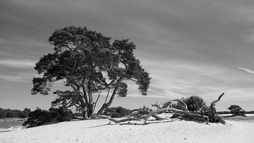 Zandverstuiving op Het Nationale Park De Hoge Veluwe