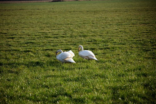 Twee zwanen op een weiland in Emsland