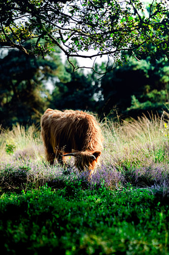 Schottischer Highlander auf der Heide