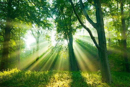 Lumière du matin sur Dalex Photography