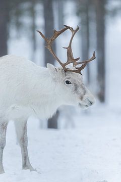 Reindeer among the trees by Marika Huisman fotografie