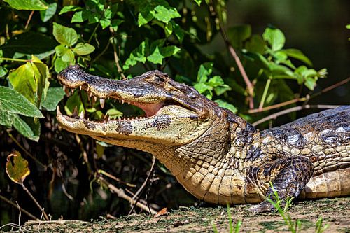 Alligator