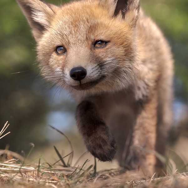 Young fox by Jolanda Aalbers