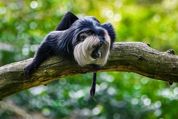 Bearded monkey - also called wnaderoe or lion-tailed macaque by Chihong