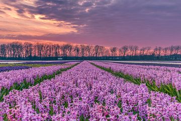 Ondergaande zon boven een veld met hyacinten van Alex Hoeksema