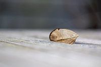“If you leaf me now,….”
