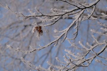 Gefrorener Nebel von Framed by Elisabeth
