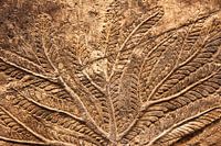 Image in stone