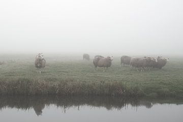 Moutons dans le brouillard dans une prairie (Pays-Bas) sur Esther Wagensveld