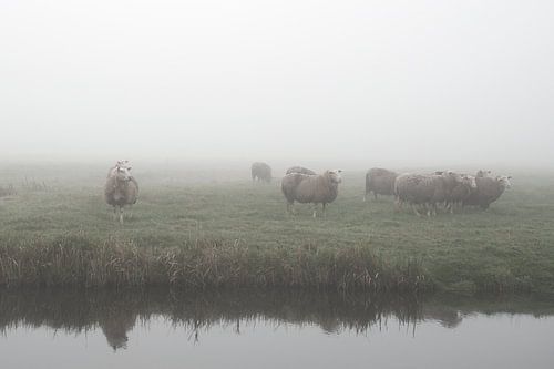 Schapen in de mist in het weiland (Nederland)