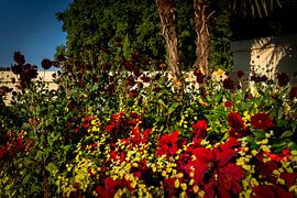 Vibrant floral displays in the summer sun