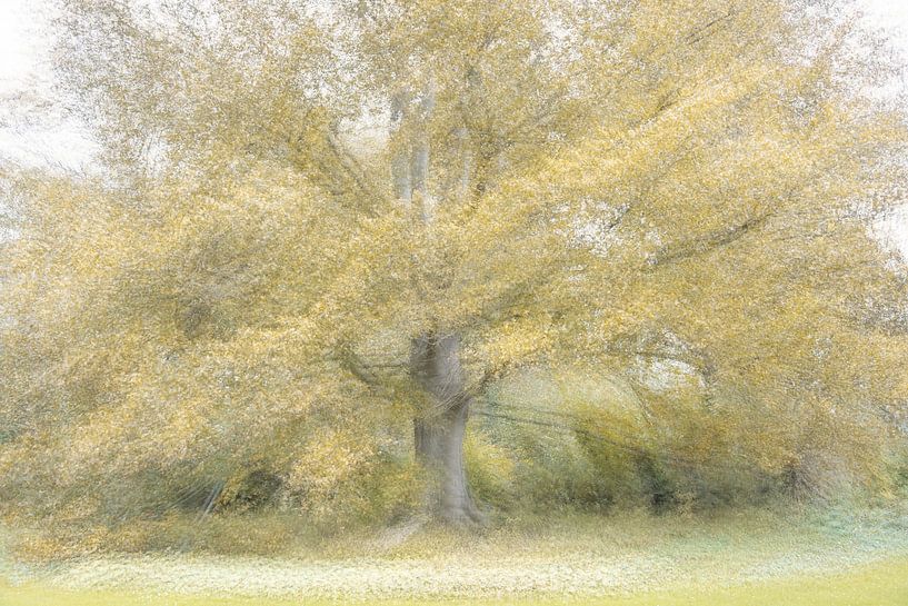Tree in autumn colours by Lucia Leemans