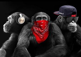 Drei weise Affen von Bert Hooijer