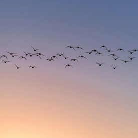 Fliegende Gänse von Henk Verstraaten