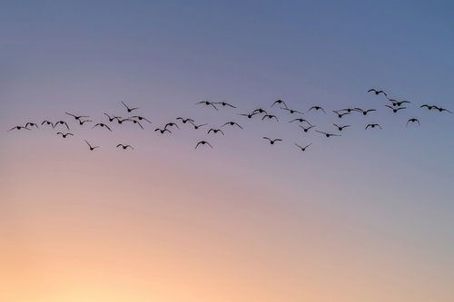 Flying Geese by Henk Verstraaten