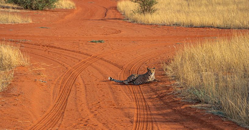 Namibian cheetah lying in the sun by Patrick Groß