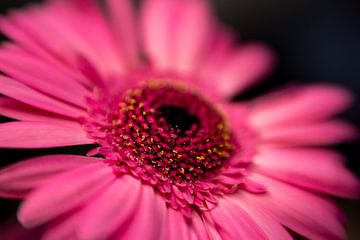 Gerbera Daisy fleur macro sur Leo Schindzielorz