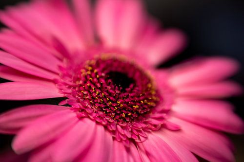 Gerbera bloemenmacro