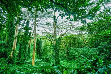 Jungle in Hawaii by Barbara Riedel