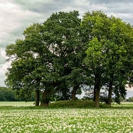 Ancient burial mound (2800 BC) with trees in blooming agricultural field by John Duurkoop