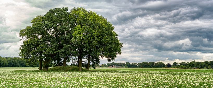 Ancient burial mound (2800 BC) with trees in blooming agricultural field by John Duurkoop