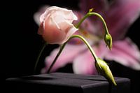 heldere bloem