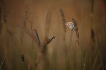 Een blauwtje in het gras | Natuurfotografie | Nederland van Marika Huisman fotografie