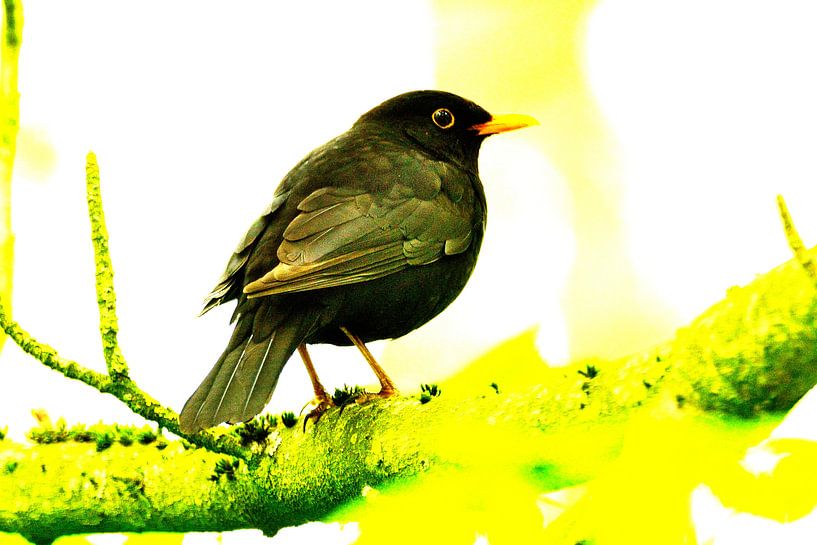 Blackbird on branch by Arno-Jan Boere