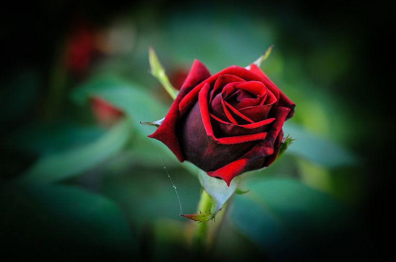 Rose rouge par Ronnie Reul