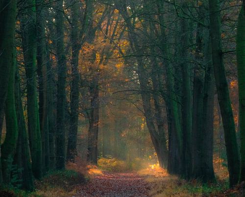Sonnenstrahlen im Wald