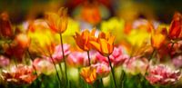 Flower bulb fields by Henk Leijen thumbnail