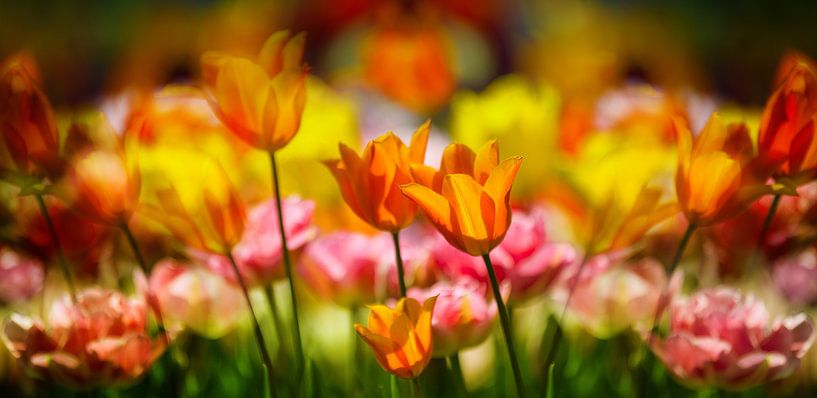 Flower bulb fields by Henk Leijen