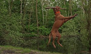 Wasserspiele am See mit einem braunen Magyar Vizsla Drahthaar Hund .