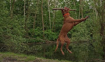 Wasserspiele am See mit einem braunen Magyar Vizsla Drahthaar Hund .