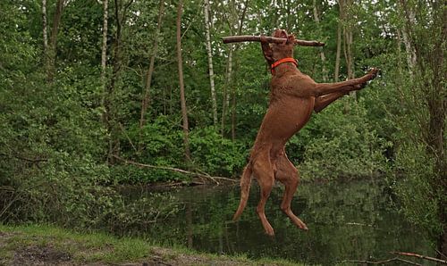 Waterspelletjes aan het meer met een bruine Magyar Vizsla ruwharige hond .