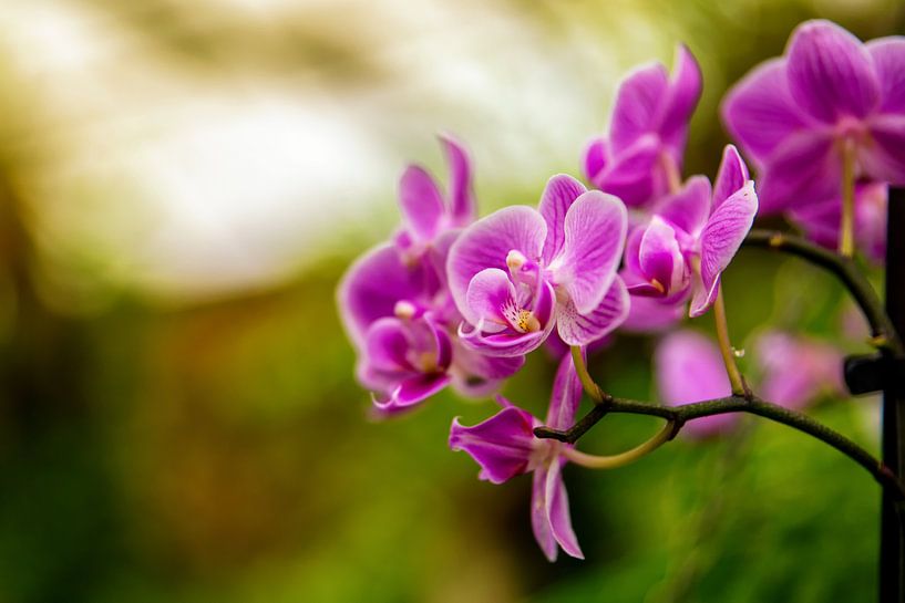 Orchidee  van Jan van Broekhoven
