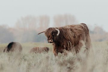 Schotse Hooglanders in de Nederlandse Duinen van Anne Zwagers