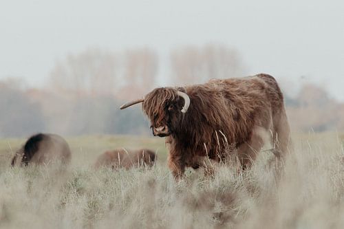 Scottish Highlanders in the Dutch Dunes