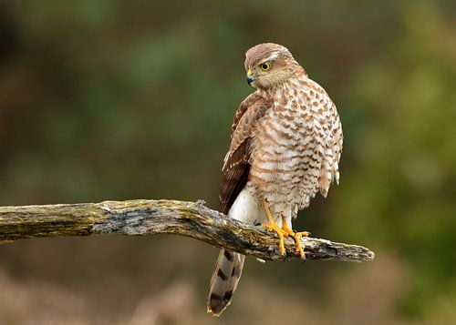 Sperwer von Ruud Scherpenisse