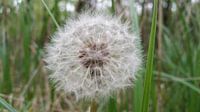 paardenbloem
