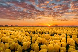 Gekust door de zon gele tulpen von Costas Ganasos