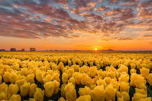 Gekust door de zon gele tulpen